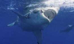 火影狂野鲛鲨爆料视频在线观看,揭秘忍者世界神秘力量