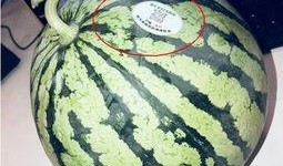 网红合集吃瓜,揭秘娱乐圈幕后故事