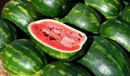 免费吃瓜地瓜视频大全下载,海量趣味内容，一键下载畅享