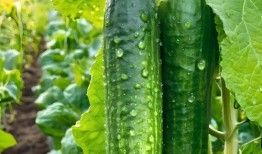 免费吃瓜地瓜视频大全下载,海量趣味内容，一键下载畅享