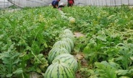 宜春吃瓜最新事件爆料新闻,揭秘背后惊人真相！