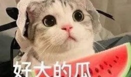 网红合集吃瓜,揭秘娱乐圈幕后故事